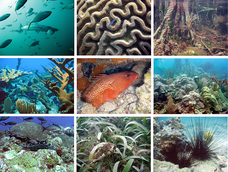 Photos of fish and benthic communities of the US Virgin Islands, Puerto Rico, and the Flower Garden Banks National Marine Sanctuary