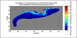 Concentration of V. parahaemolyticus cells in Northern Gulf of Mexico Oysters